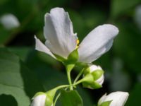 Philadelphus lewisii Ulricedal, Malmö, Skåne, Sweden 20190617_0097