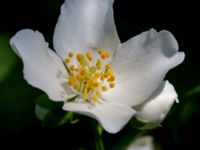 Philadelphus lewisii Ulricedal, Malmö, Skåne, Sweden 20190617_0098