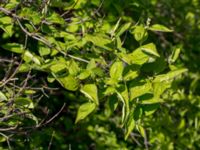 Philadelphus pubescens Gottorpsvägen, Malmö, Skåne, Sweden 20190513_0084