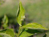 Philadelphus pubescens Gottorpsvägen, Malmö, Skåne, Sweden 20190513_0086