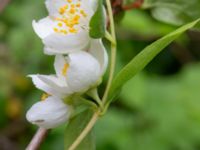 Philadelphus pubescens Karlarp 1-124, Höör, Skåne, Sweden 20240702_0050