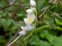 Philadelphus pubescens Karlarp 1-124, Höör, Skåne, Sweden 20240702_0054