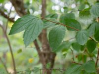 Philadelphus pubescens Kummeln, Karlskrona, Blekinge, Sweden 20180808_0093