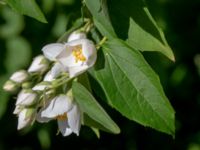 Philadelphus x lemoinei Ulricedal, Malmö, Skåne, Sweden 20190617_0002