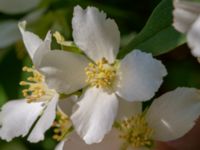 Philadelphus x lemoinei Ulricedal, Malmö, Skåne, Sweden 20190618_0040