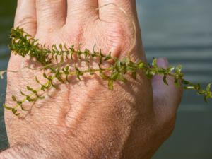 Elodea canadensis - Canadian Waterweed - Vattenpest