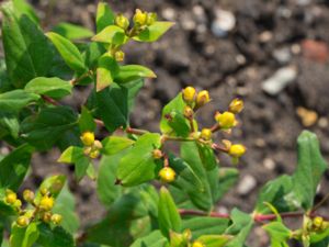 Hypericum × inodorum - Bärhyperikum