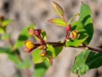 Hypericum × inodorum Skånegården, Bunkeflostrand, Malmö, Skåne, Sweden 20160621_0067