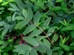 Hypericum calycinum - Rose-of-Sharon - Prakthyperikum