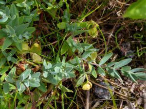 Hypericum cerastoides - Silvana St. John's Wort - Försommarjohannesört