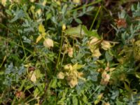 Hypericum cerastoides Kvibergsfältet, Göteborg, Västergötland, Sweden 20190716_0409