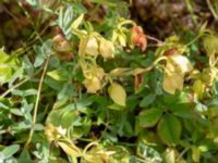 Hypericum cerastoides Kvibergsfältet, Göteborg, Västergötland, Sweden 20190716_0413