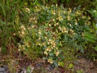 Hypericum cerastoides Kvibergsfältet, Göteborg, Västergötland, Sweden 20190716_0416