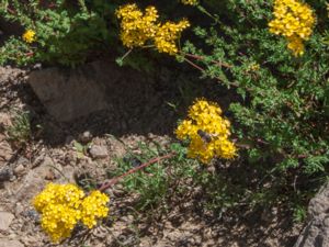 Hypericum empetrifolium