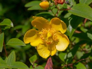 Hypericum forrestii - Buskhyperikum