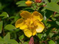 Hypericum 'Hidcote' Bäckaforsvägen, Klagshamn, Malmö, Skåne, Sweden 20190718_0022