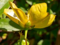 Hypericum 'Hidcote' Bäckaforsvägen, Klagshamn, Malmö, Skåne, Sweden 20190718_0023