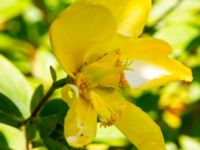 Hypericum 'Hidcote' Bäckaforsvägen, Klagshamn, Malmö, Skåne, Sweden 20190718_0025