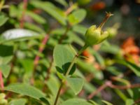 Hypericum 'Hidcote' Bäckaforsvägen, Klagshamn, Malmö, Skåne, Sweden 20190718_0026