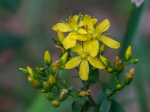 Hypericum hirsutum - Hairy St. John's-wort - Luden johannesört