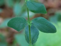 Hypericum hirsutum Övedsgården, Sjöbo, Skåne, Sweden 20160714_0094