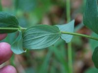 Hypericum hirsutum Övedsgården, Sjöbo, Skåne, Sweden 20160714_0095