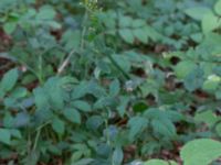 Hypericum hirsutum Övedsgården, Sjöbo, Skåne, Sweden 20160714_0099