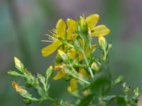 Hypericum hirsutum Övedsgården, Sjöbo, Skåne, Sweden 20160714_0103