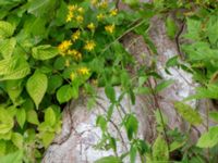 Hypericum hirsutum Dalby Söderskog, Lund, Skåne, Sweden 20150727_0052