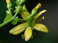 Hypericum hirsutum Dalby Söderskog, Lund, Skåne, Sweden 20150727_0055