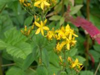 Hypericum hirsutum Dalby Söderskog, Lund, Skåne, Sweden 20150727_0060