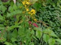 Hypericum hirsutum Dalby Söderskog, Lund, Skåne, Sweden 20150727_0062