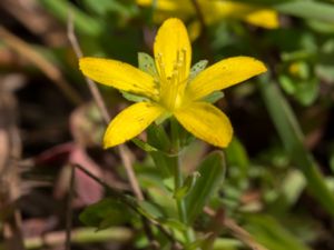 Hypericum humifusum - Trailing St. John's Wort - Dvärgjohannesört