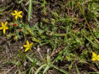 Hypericum humifusum Kumleröd, Tågra, Sjöbo, Skåne, Sweden 20160703_0080