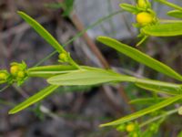 Hypericum kalmianum Säbyholm, Landskrona, Skåne, Sweden 20220722_0005