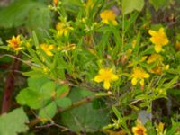 Hypericum kalmianum Säbyholm, Landskrona, Skåne, Sweden 20220722_0010