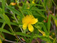 Hypericum kalmianum Säbyholm, Landskrona, Skåne, Sweden 20220722_0011