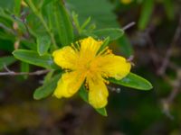 Hypericum kalmianum Säbyholm, Landskrona, Skåne, Sweden 20220722_0012