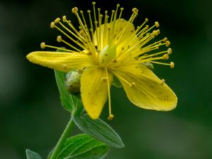 Hypericum maculatum - Imperforate St. John's Wort - Fyrkantig johannesört