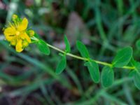 Hypericum maculatum Östra stigen, Toarp, Malmö, Skåne, Sweden 20230702_0051