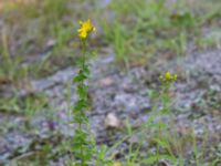 Hypericum maculatum Stora Gömmet, Kungälv, Bohuslän, Sweden 20190717_0126