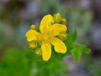 Hypericum maculatum Stora Gömmet, Kungälv, Bohuslän, Sweden 20190717_0128