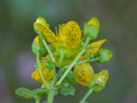 Hypericum maculatum Stora Gömmet, Kungälv, Bohuslän, Sweden 20190717_0131