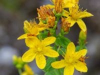 Hypericum maculatum Stora Gömmet, Kungälv, Bohuslän, Sweden 20190717_0136