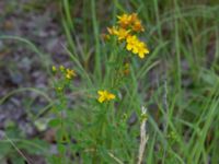 Hypericum maculatum Stora Gömmet, Kungälv, Bohuslän, Sweden 20190717_0138