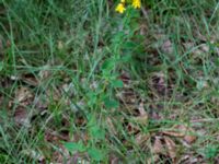 Hypericum maculatum ssp. maculatum Häckeberga hed, Lund, Skåne, Sweden 20150727_0099