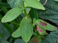 Hypericum maculatum ssp. maculatum Stjärneholms borgruin, Skurup, Skåne, Sweden 20150727_0200