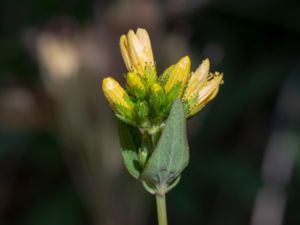 Hypericum montanum - Pale St. John's Wort - Bergjohannesört