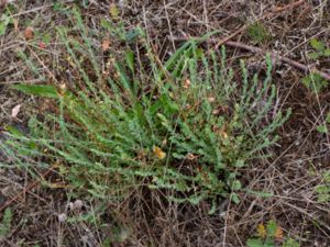 Hypericum olympicum - Mount Olympus St. John's Wort - Olympjohannesört