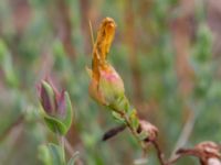 Hypericum olympicum Nöbbelövs mosse, Lund, Skåne, Sweden 20210912_0007